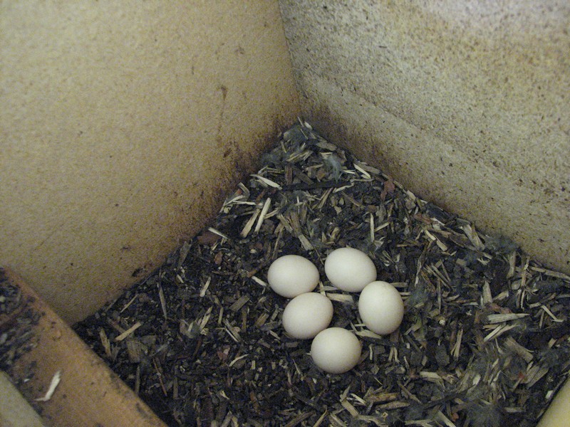 Eastern Rosella eggs in nest box